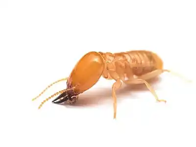 Termites Control
