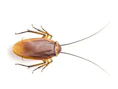 Cockroach Control