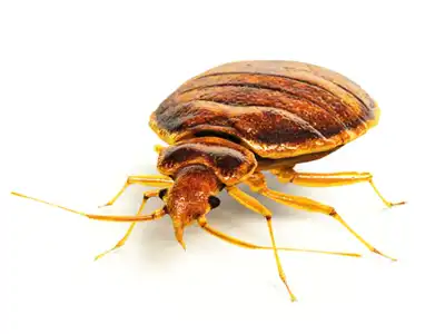 Bed Bugs Treatment