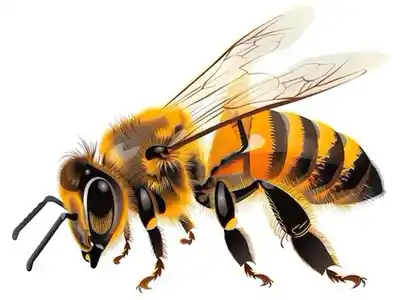 Bees Control