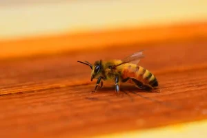 honey bee control