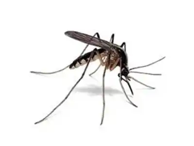Mosquito control