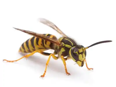 Wasps control