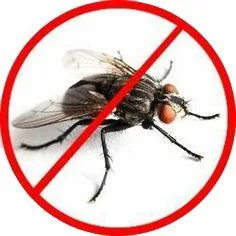 Professional fly control Dubai service using safe and effective pest management methods.