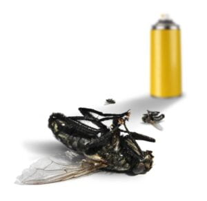 Commercial fly pest control Dubai treatment ensuring a clean and hygienic environment.