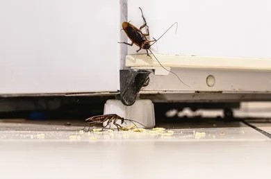 Professional cockroach control Dubai service using safe and effective pest treatment.