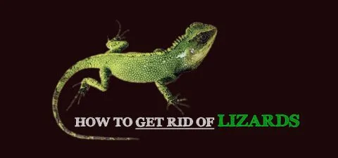 Professional lizard pest control Dubai treatment ensuring a lizard-free indoor environment.