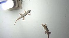 Lizard pest control Dubai service using safe and effective treatment in residential property.