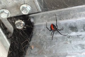 Effective spider pest control Dubai treatment ensuring a spider-free environment.