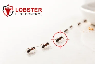 Ant exterminator in dubai by lobster