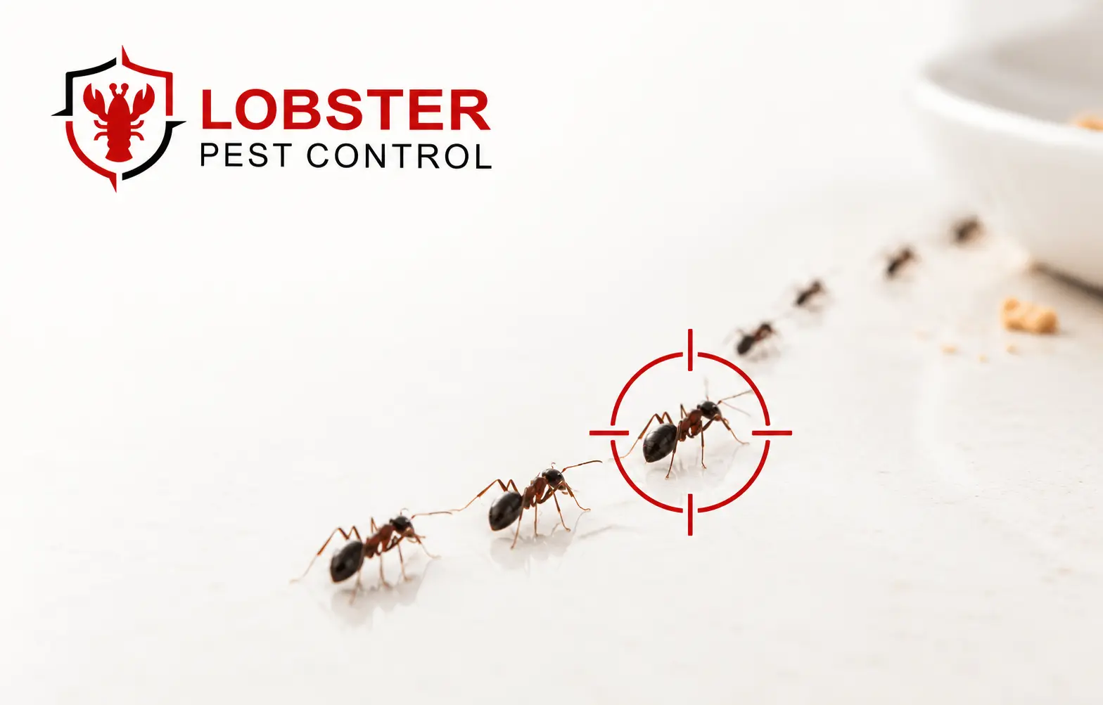 Ant exterminator in dubai by lobster