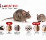rodent exterminator mice vs rat