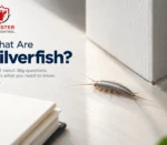 sliverfish in dubai and how to get-rid of them
